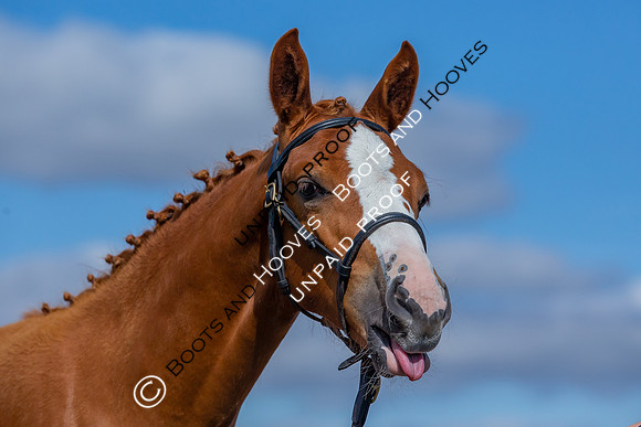 Baileys Horse Feeds Futurity Evaluations 2021