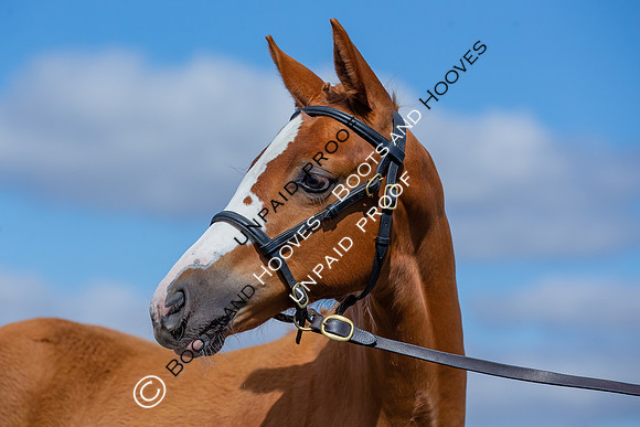 Baileys Horse Feeds Futurity Evaluations 2021
