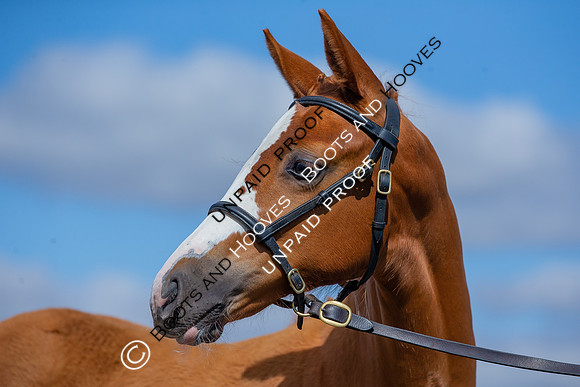 Baileys Horse Feeds Futurity Evaluations 2021