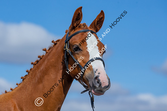 Baileys Horse Feeds Futurity Evaluations 2021