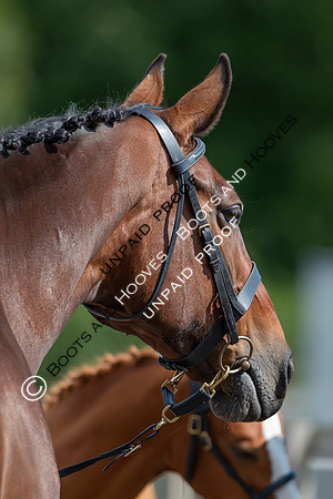 Baileys Horse Feeds Futurity Evaluations 2021