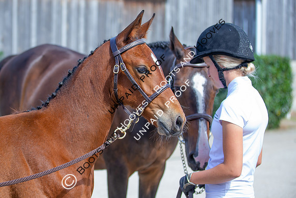 Baileys Horse Feeds Futurity Evaluations 2021