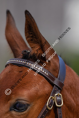 Baileys Horse Feeds Futurity Evaluations 2021