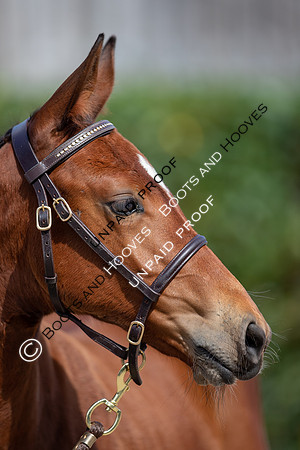 Baileys Horse Feeds Futurity Evaluations 2021