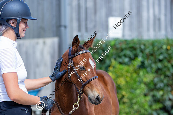 Baileys Horse Feeds Futurity Evaluations 2021