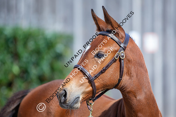 Baileys Horse Feeds Futurity Evaluations 2021