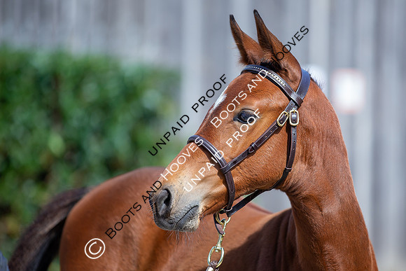 Baileys Horse Feeds Futurity Evaluations 2021