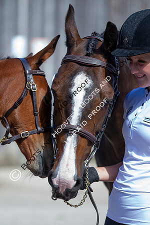Baileys Horse Feeds Futurity Evaluations 2021