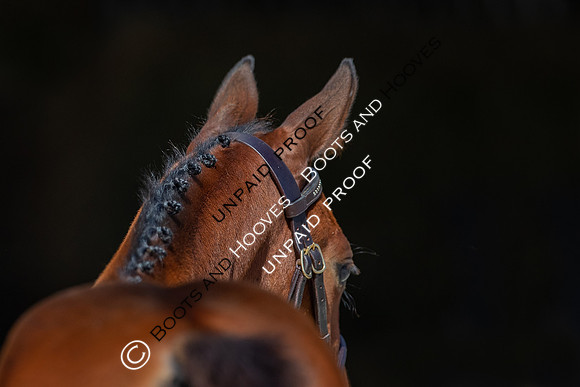 Baileys Horse Feeds Futurity Evaluations 2021