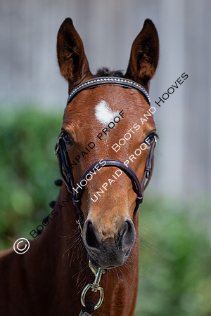 Baileys Horse Feeds Futurity Evaluations 2021