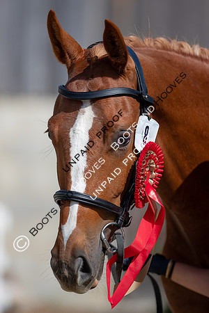 Baileys Horse Feeds Futurity Evaluations 2021