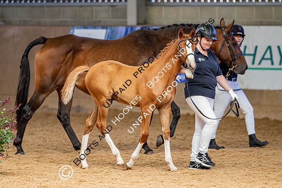 Baileys Horse Feeds Futurity Evaluations 2021