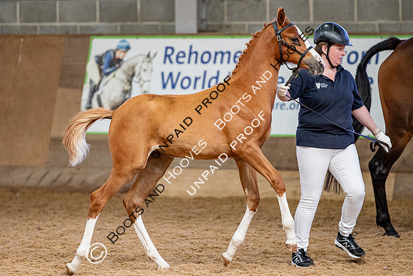 Baileys Horse Feeds Futurity Evaluations 2021