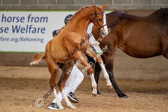 Baileys Horse Feeds Futurity Evaluations 2021