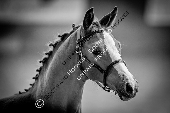 Baileys Horse Feeds Futurity Evaluations 2021