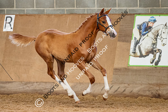 Baileys Horse Feeds Futurity Evaluations 2021