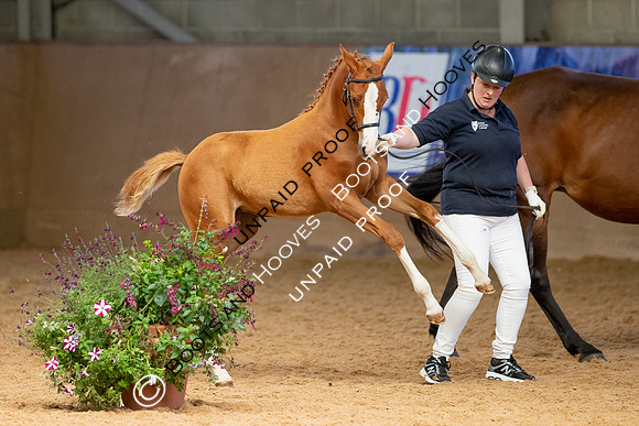 Baileys Horse Feeds Futurity Evaluations 2021