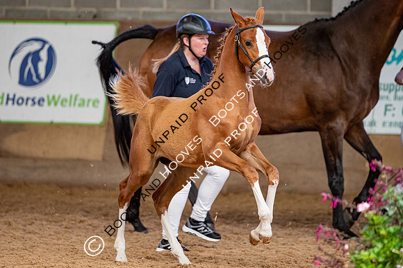 Baileys Horse Feeds Futurity Evaluations 2021