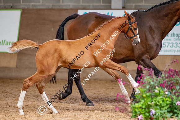 Baileys Horse Feeds Futurity Evaluations 2021