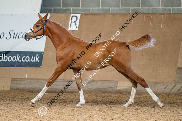 Baileys Horse Feeds Futurity Evaluations 2021