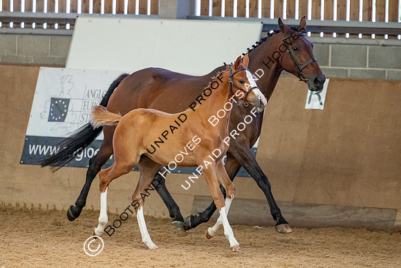 Baileys Horse Feeds Futurity Evaluations 2021