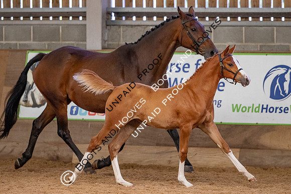 Baileys Horse Feeds Futurity Evaluations 2021