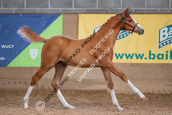 Baileys Horse Feeds Futurity Evaluations 2021
