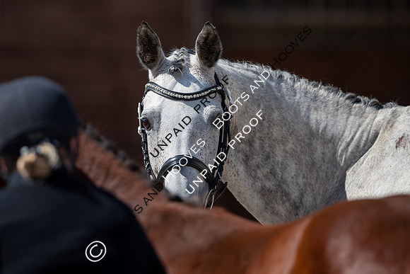 Baileys Horse Feeds Futurity Evaluations 2021