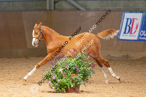 Baileys Horse Feeds Futurity Evaluations 2021