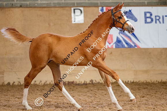 Baileys Horse Feeds Futurity Evaluations 2021