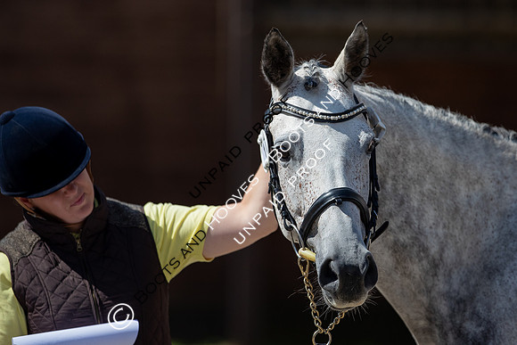 Baileys Horse Feeds Futurity Evaluations 2021