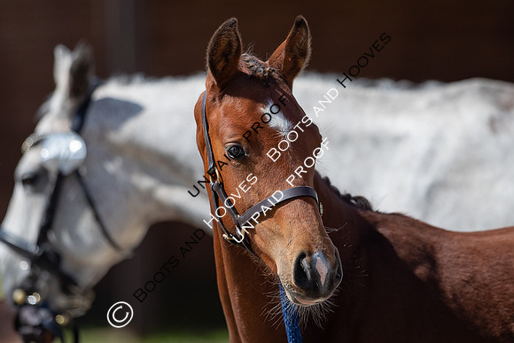 Baileys Horse Feeds Futurity Evaluations 2021