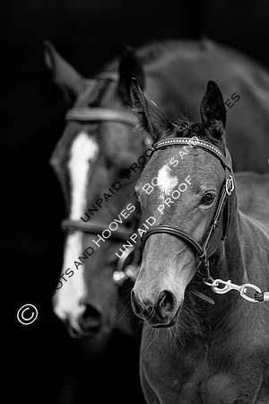 Baileys Horse Feeds Futurity Evaluations 2021