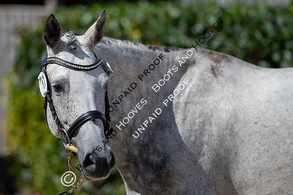 Baileys Horse Feeds Futurity Evaluations 2021