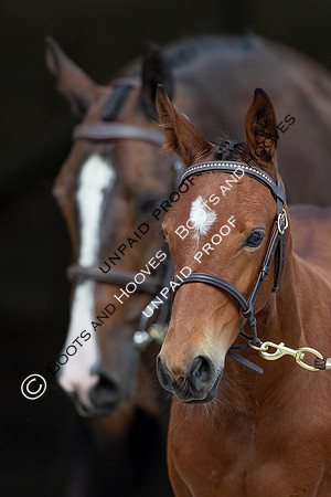 Baileys Horse Feeds Futurity Evaluations 2021