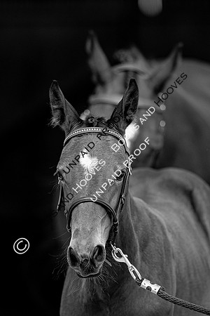 Baileys Horse Feeds Futurity Evaluations 2021
