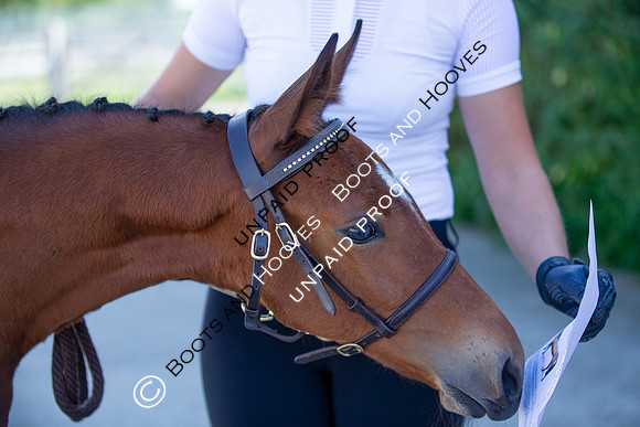 Baileys Horse Feeds Futurity Evaluations 2021