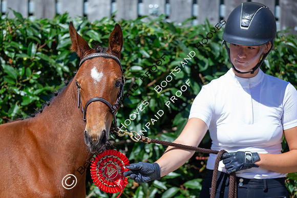 Baileys Horse Feeds Futurity Evaluations 2021