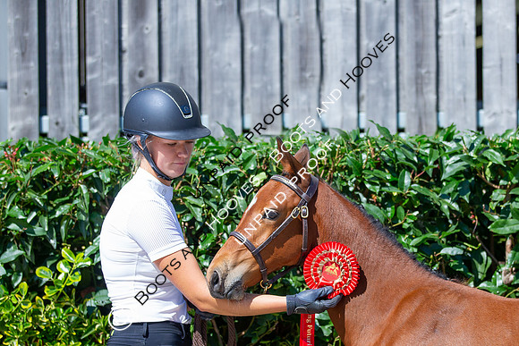 Baileys Horse Feeds Futurity Evaluations 2021