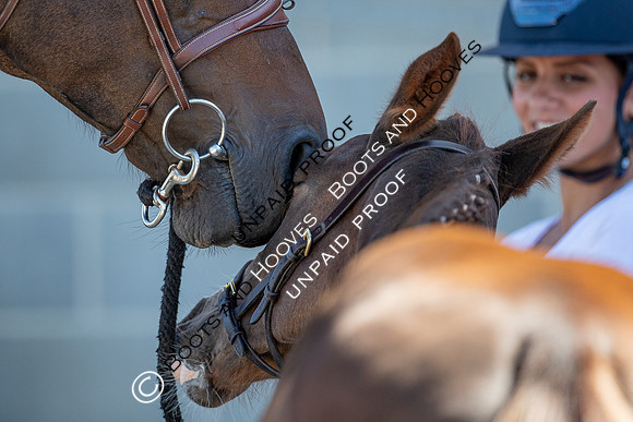 Baileys Horse Feeds Futurity Evaluations 2021