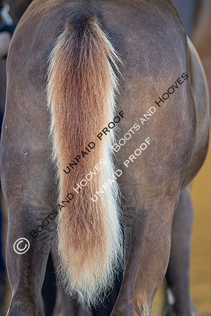 Baileys Horse Feeds Futurity Evaluations 2021
