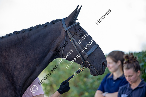 Baileys Horse Feeds Futurity Evaluations 2021
