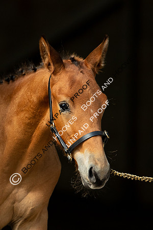 Baileys Horse Feeds Futurity Evaluations 2021