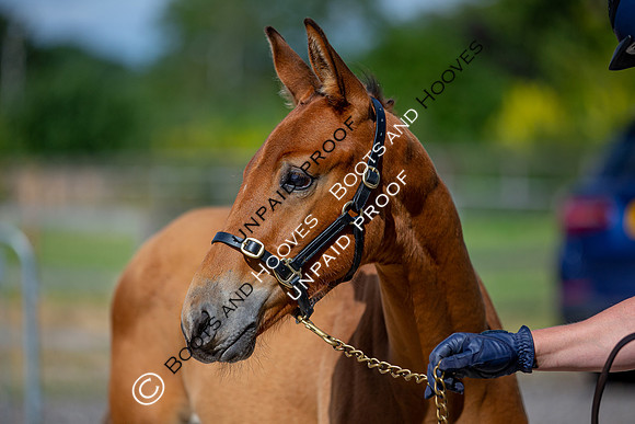 Baileys Horse Feeds Futurity Evaluations 2021
