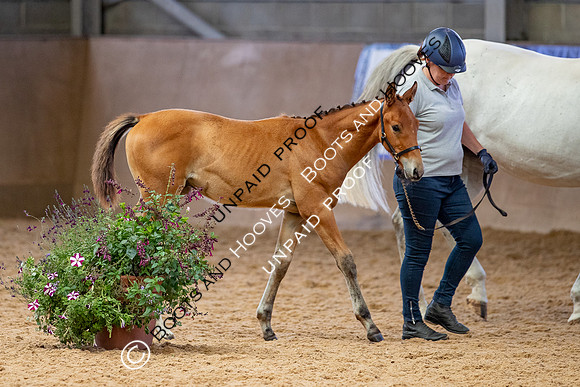 Baileys Horse Feeds Futurity Evaluations 2021