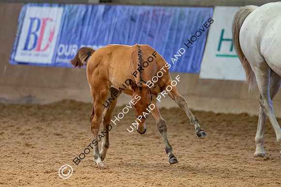 Baileys Horse Feeds Futurity Evaluations 2021