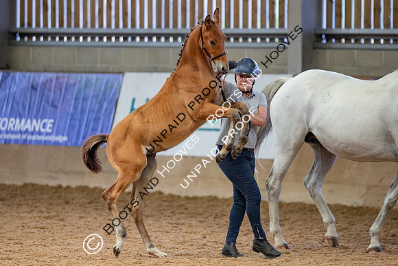 Baileys Horse Feeds Futurity Evaluations 2021