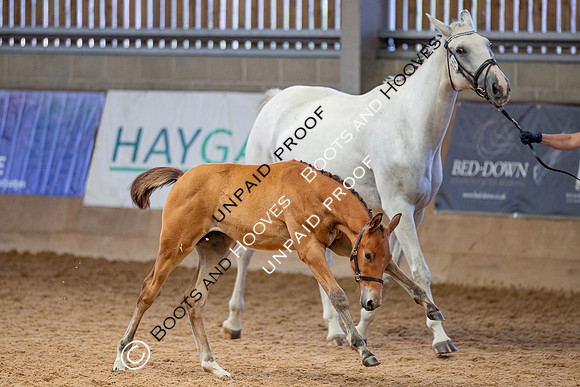 Baileys Horse Feeds Futurity Evaluations 2021