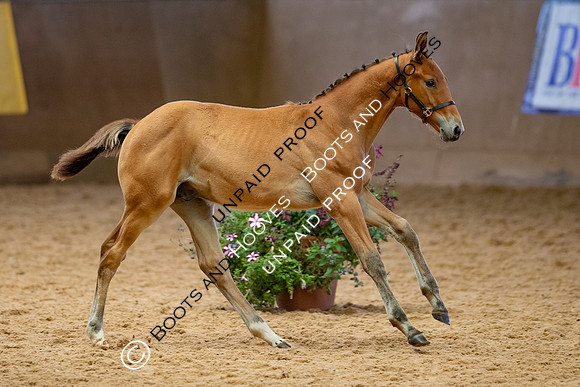 Baileys Horse Feeds Futurity Evaluations 2021