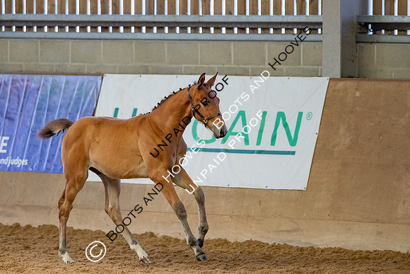 Baileys Horse Feeds Futurity Evaluations 2021
